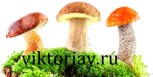 грибы,купить грибы,сушенные грибы,консервированые грибы,салат с грибами,рецепты с грибами,грибы фото,заказывайте гриба,купить онлайн белые грибы,курица с грибами,грибы в духовке,цветы,купить цветы,семена цветов,семена,семя,семю,купить семена,купить семян,семена почтой,арбуз,семена магазин,интернет семена,интернет семян,интернет магазин семян,куплю семена,каталог семена,каталог семян,капуста,перец,сладкий перец,болгарский перец,морковь,семена моркови,полезные свойства моркови
